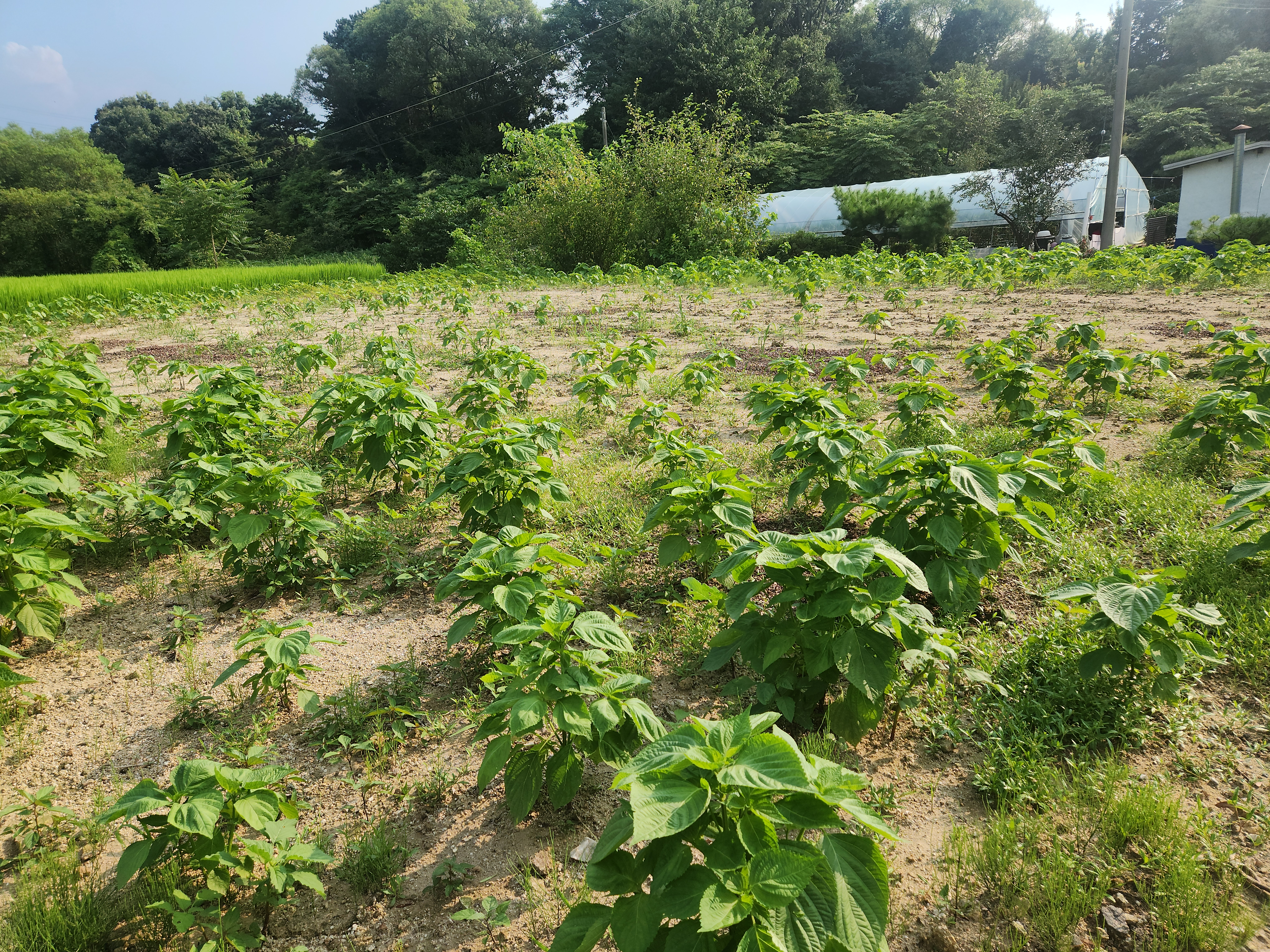 참깨, 들깨 판매