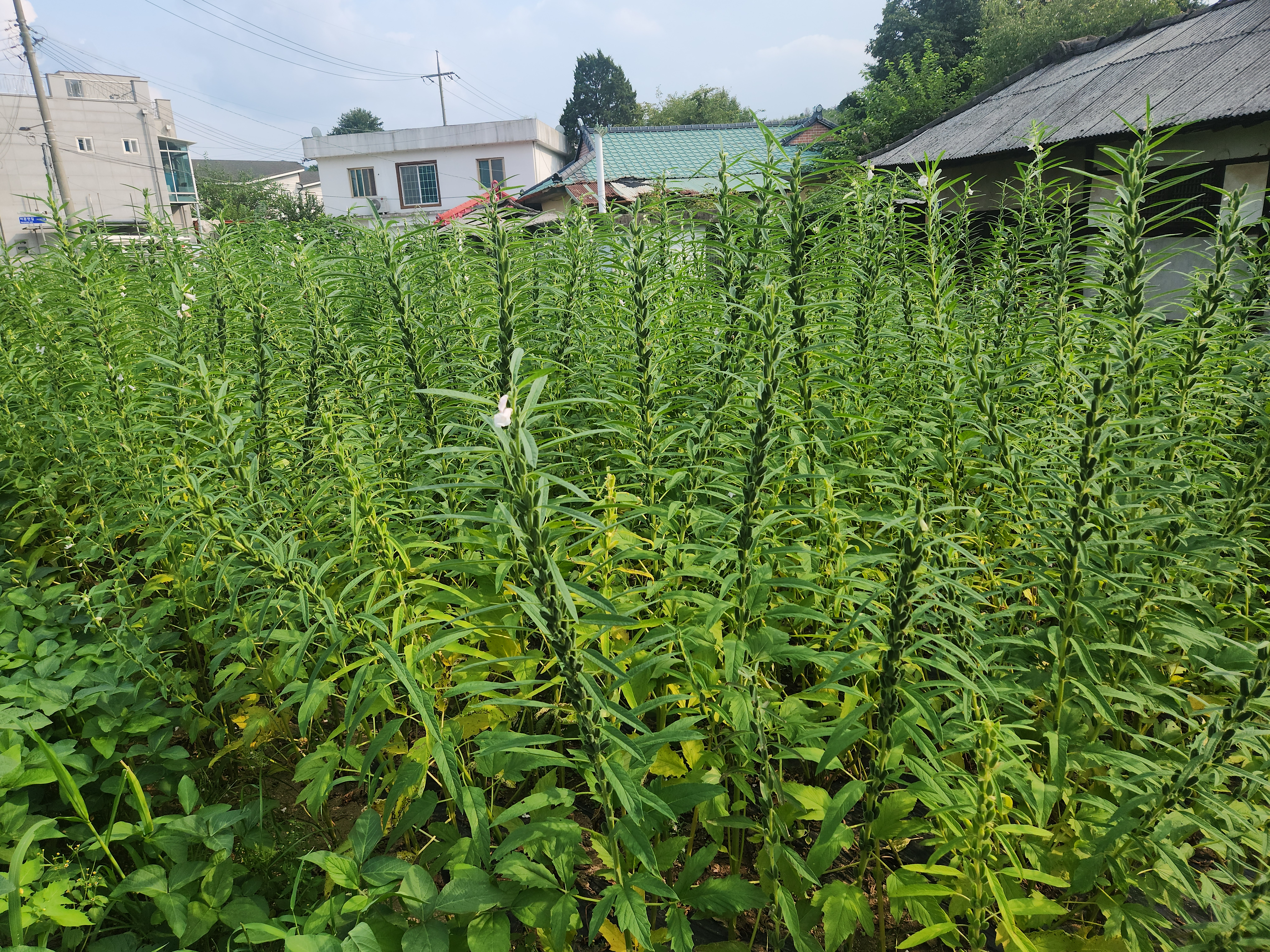 참깨, 들깨 판매