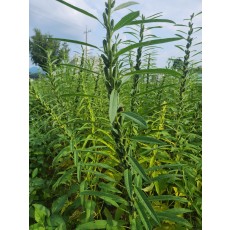 참깨, 들깨 판매